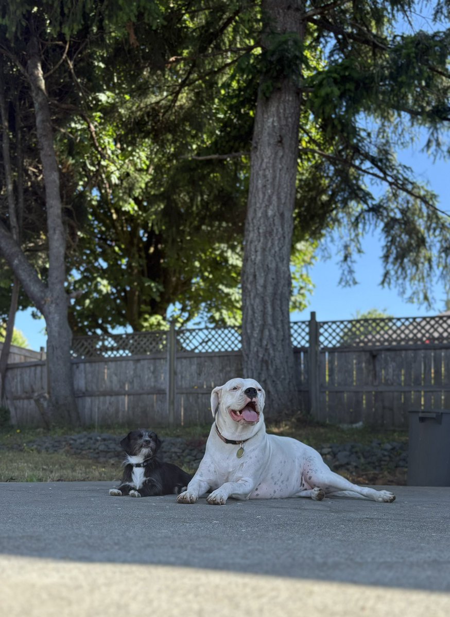 GMaclagan's tweet image. 