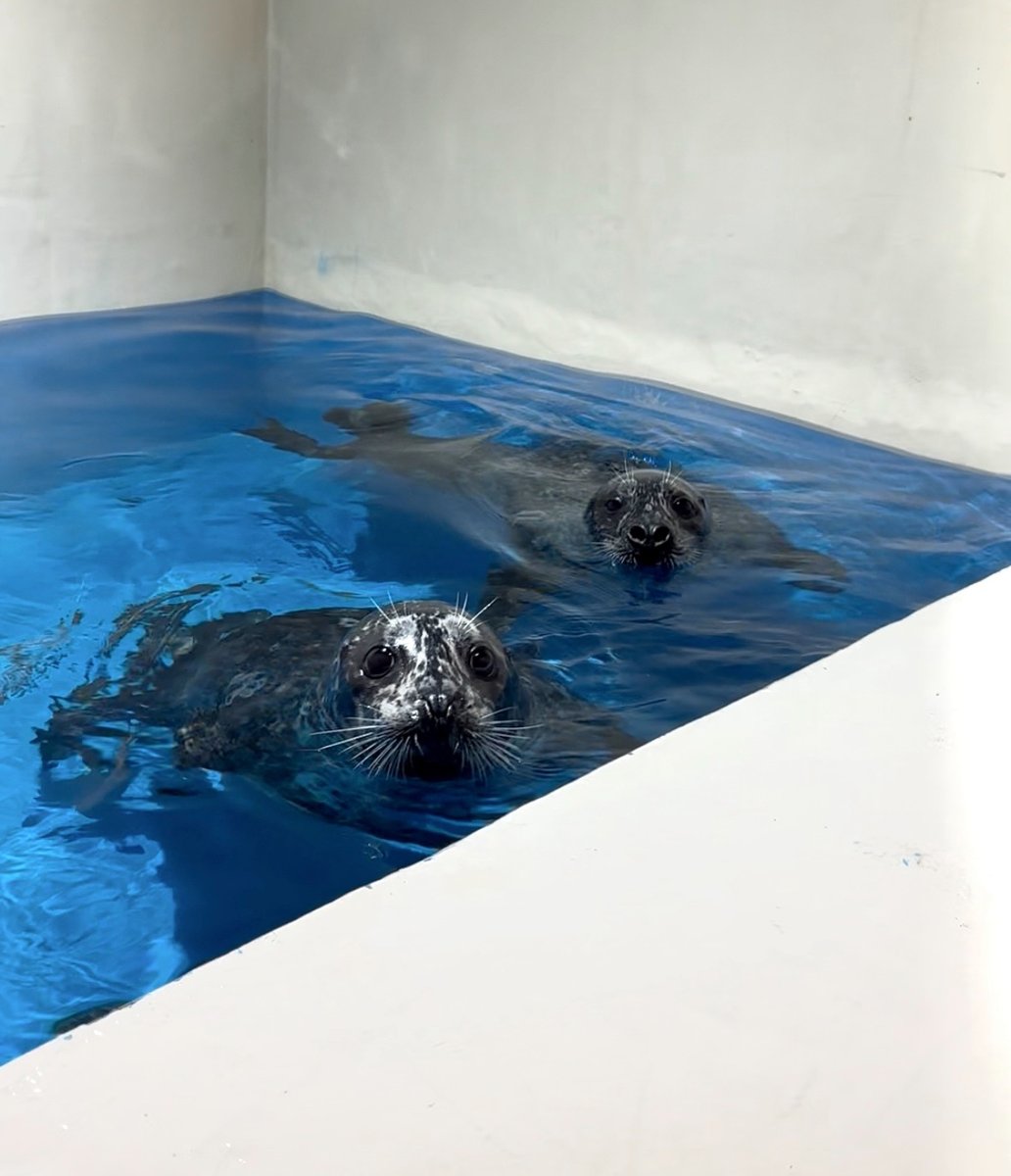 AsamushiAqua's tweet image. こちらを見ているハッチと平次です♪
キョトンとした顔が可愛いですね♡
#浅虫水族館#ゼニガタアザラシ
#左がハッチ#右が平次