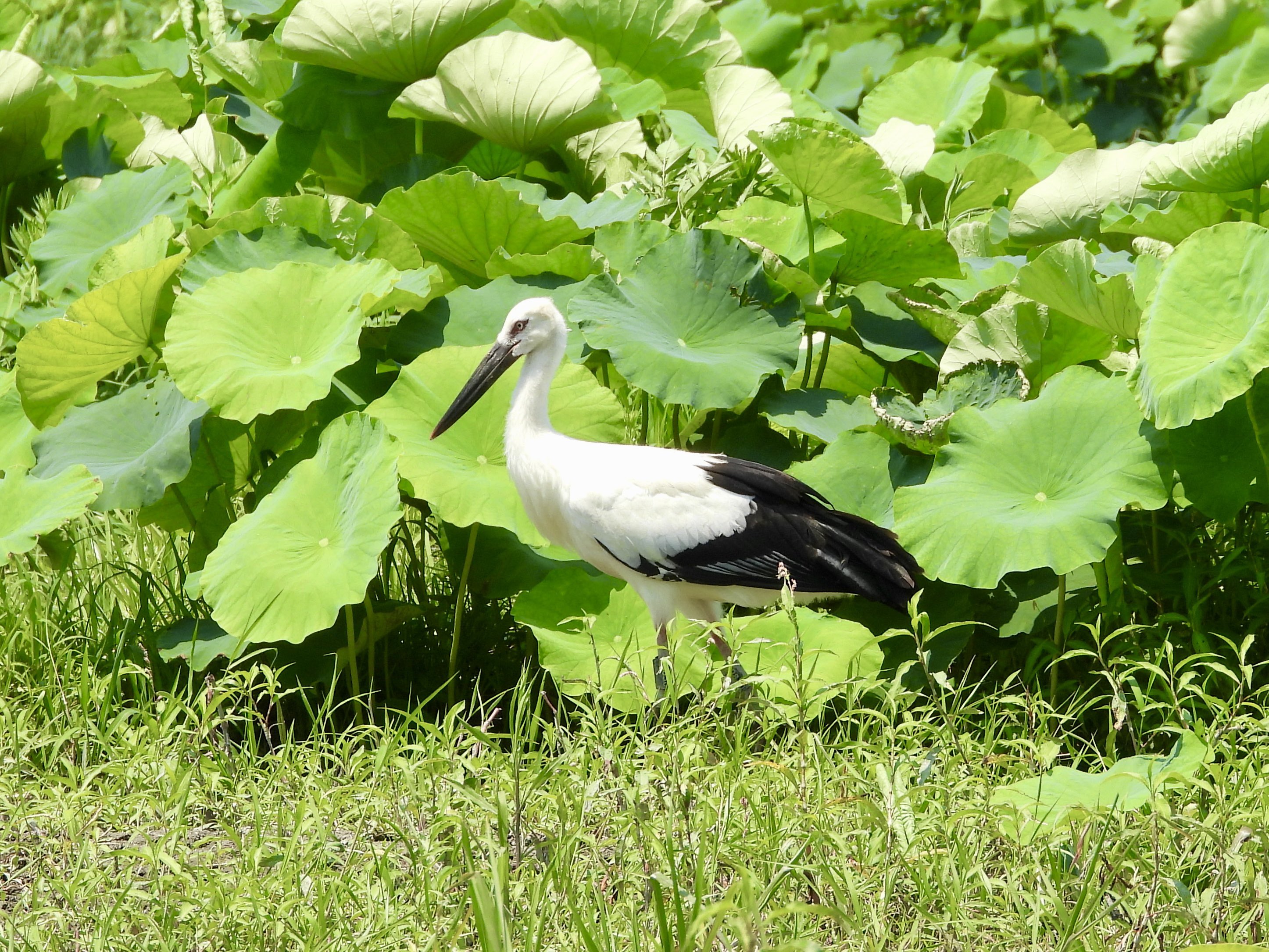 鳴門コウノトリ on X: 