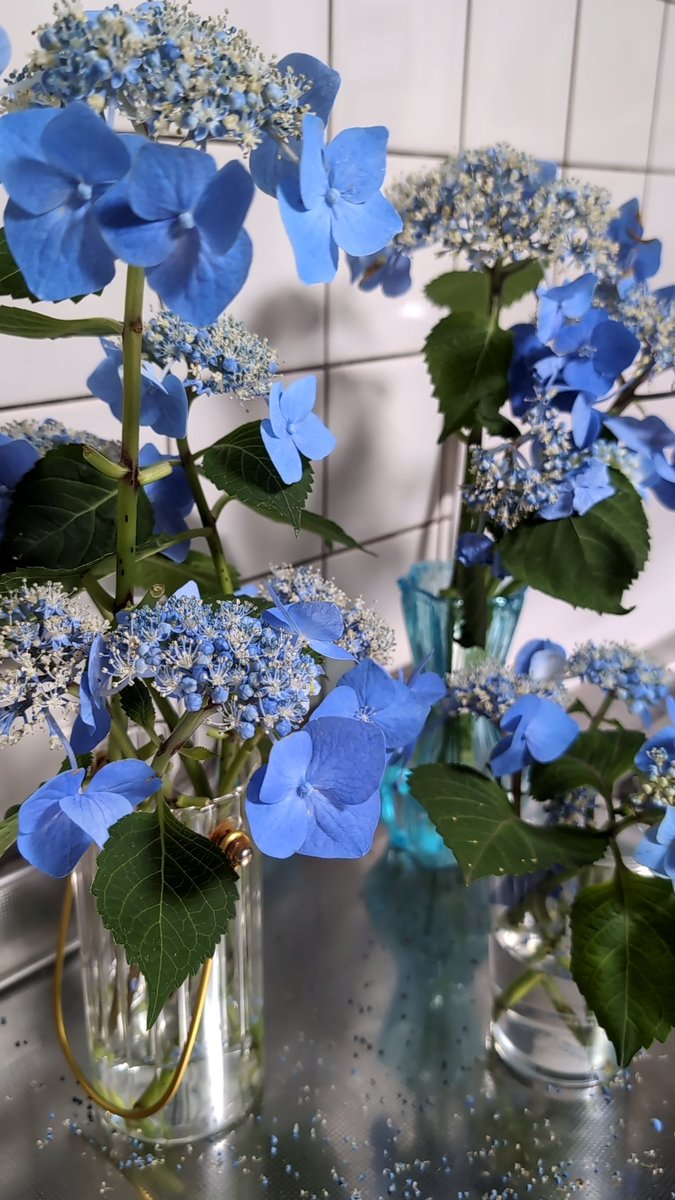 sprout_ok's tweet image. 母からもらった紫陽花を
万能機能水で生けてみた。

長持ちしてほしいので。

「万能機能水」は
身体に害になるもの全てを除いて
ミネラルを沢山含んだ良質なお水です。
サーバーが無料で設置出来て
嬉しい😄

梅雨明けしちゃったし
お水は大切なのです🩵

#万能機能水
#ecoWater
#紫陽花