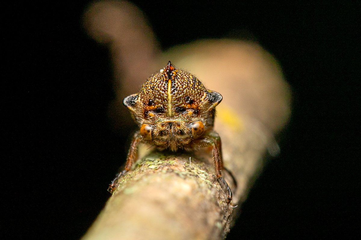 今日のツノゼミ
Ramosella dominicensis
ツノの長いのがメス、短いのがオス