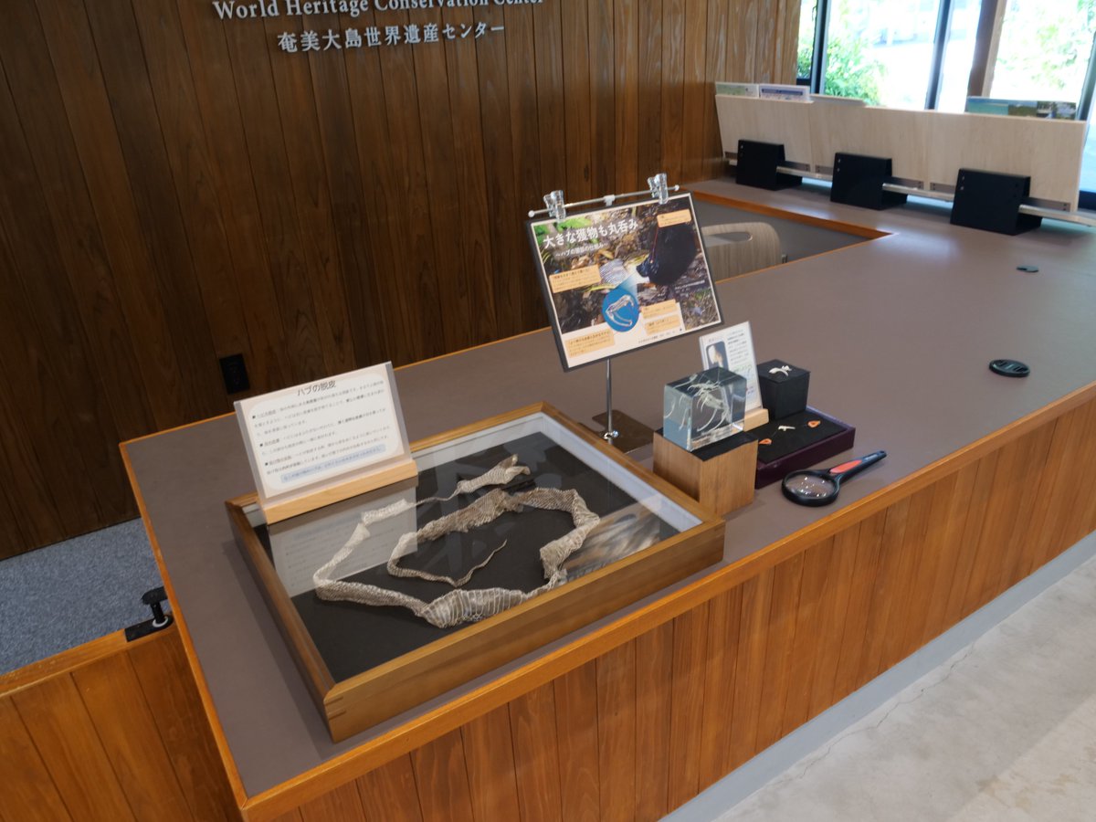 amamioshimawhcc's tweet image. おはようございます🌞
カウンターのハブ関連の展示をリニューアルしました！

樹脂コーティングされたハブの頭骨標本を追加しました。普段見ることのできないハブの複雑な骨格の繋がりを、あらゆる角度から眺めることができます。

是非この機会に、手に持って観察してみてください！
