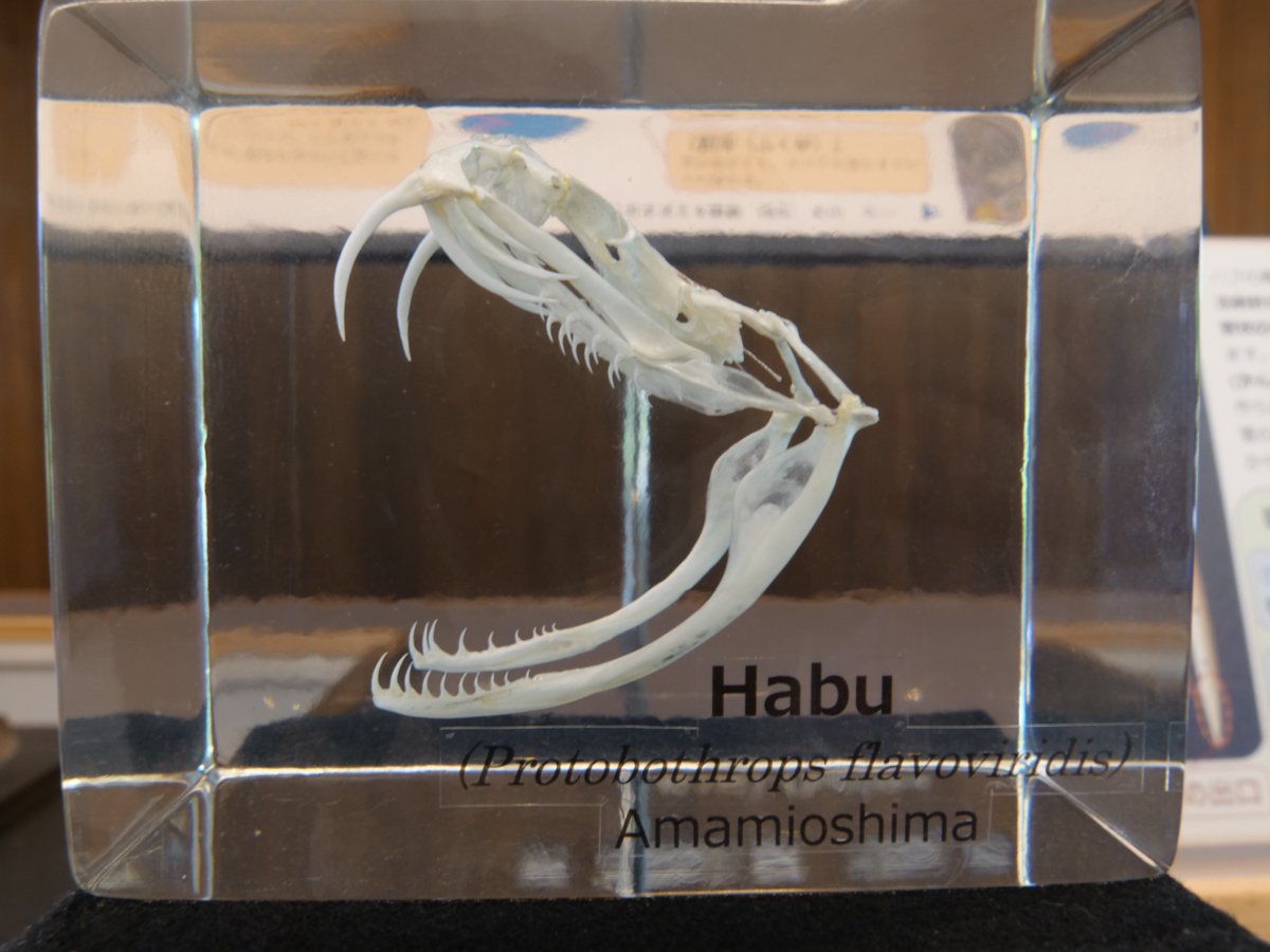 amamioshimawhcc's tweet image. おはようございます🌞
カウンターのハブ関連の展示をリニューアルしました！

樹脂コーティングされたハブの頭骨標本を追加しました。普段見ることのできないハブの複雑な骨格の繋がりを、あらゆる角度から眺めることができます。

是非この機会に、手に持って観察してみてください！
