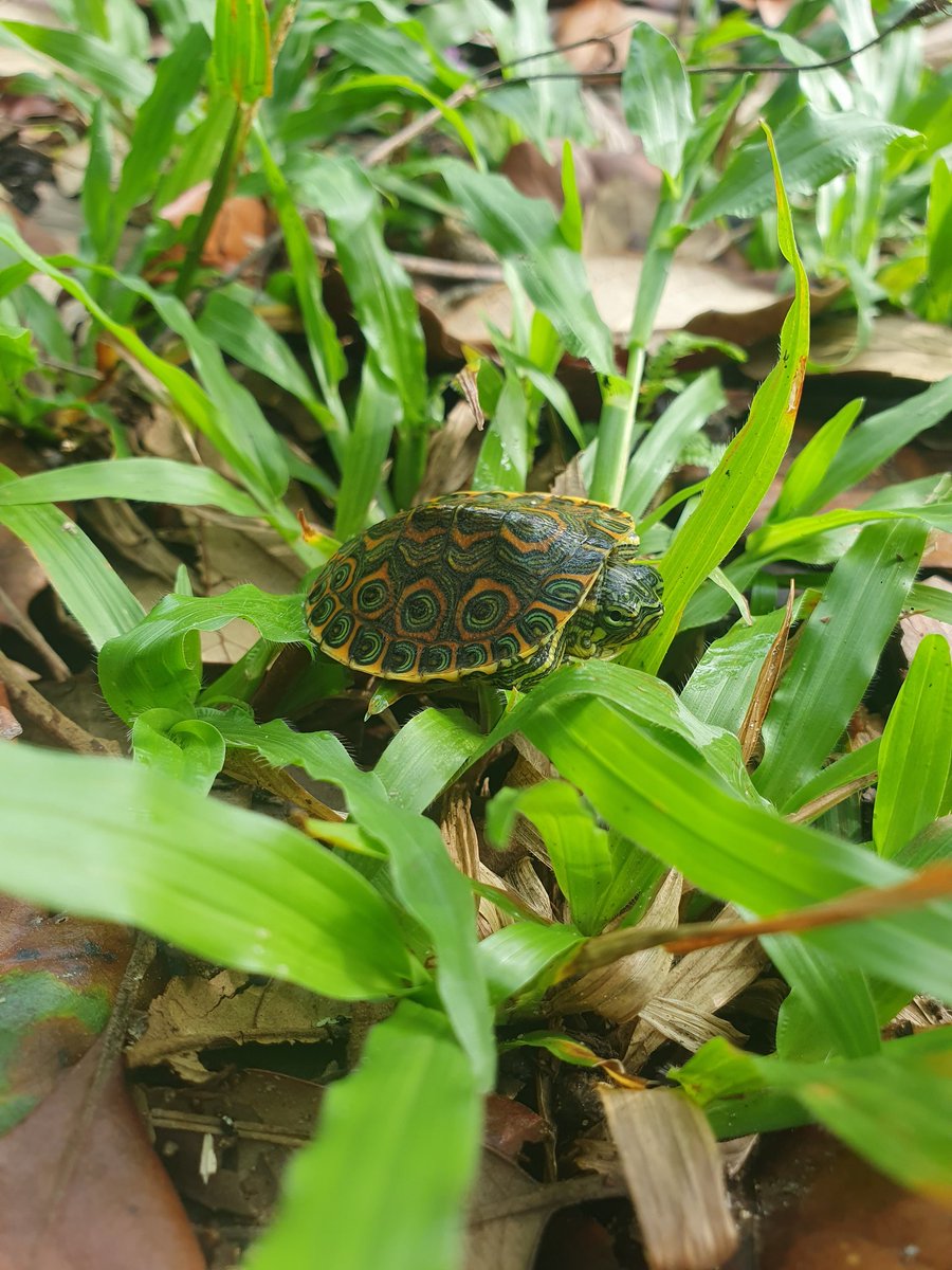 Savanna Field Station 🇧🇿 tweet media