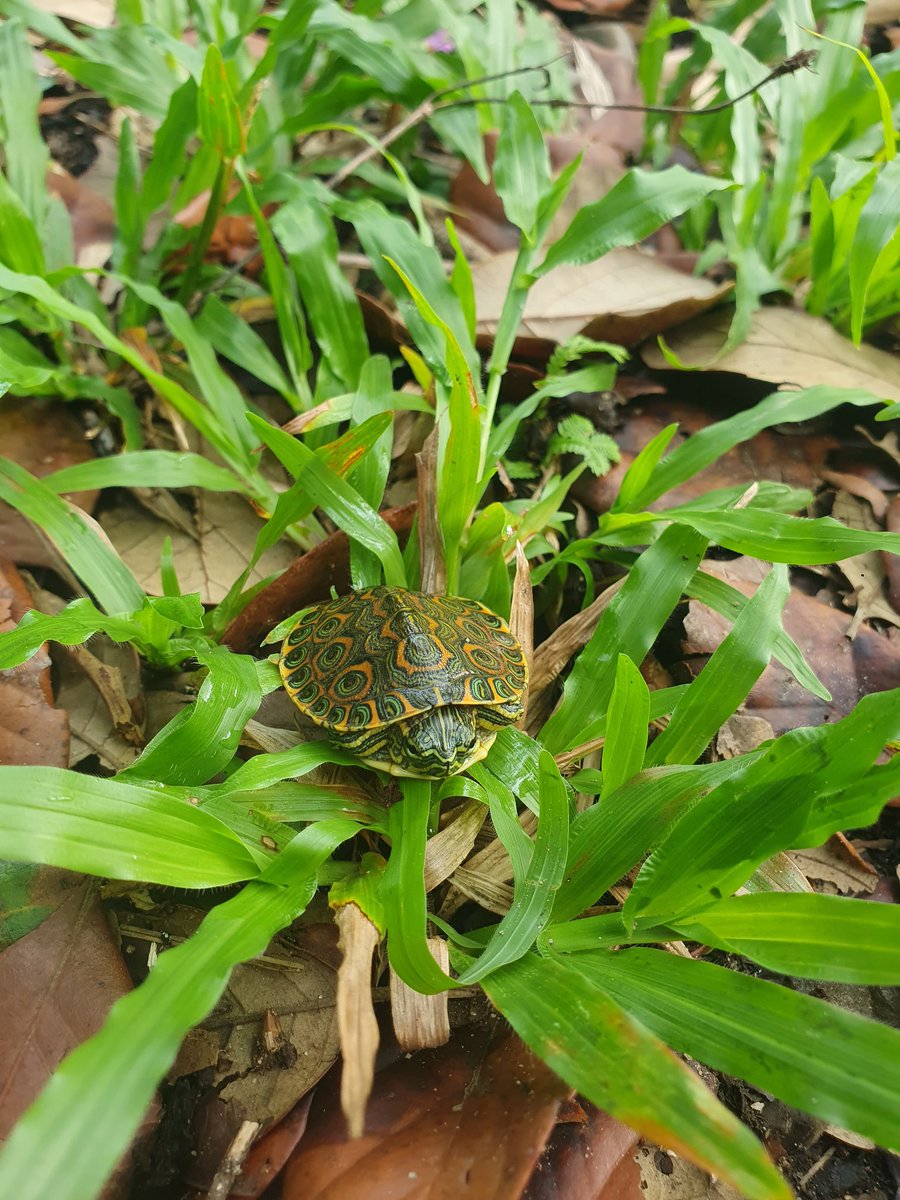 Savanna Field Station 🇧🇿 tweet media
