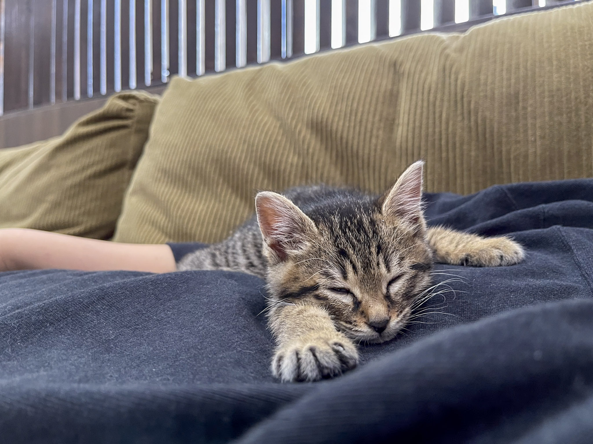 ひざねこ ぬいぐるみ(M) チャシロ - サンレモン