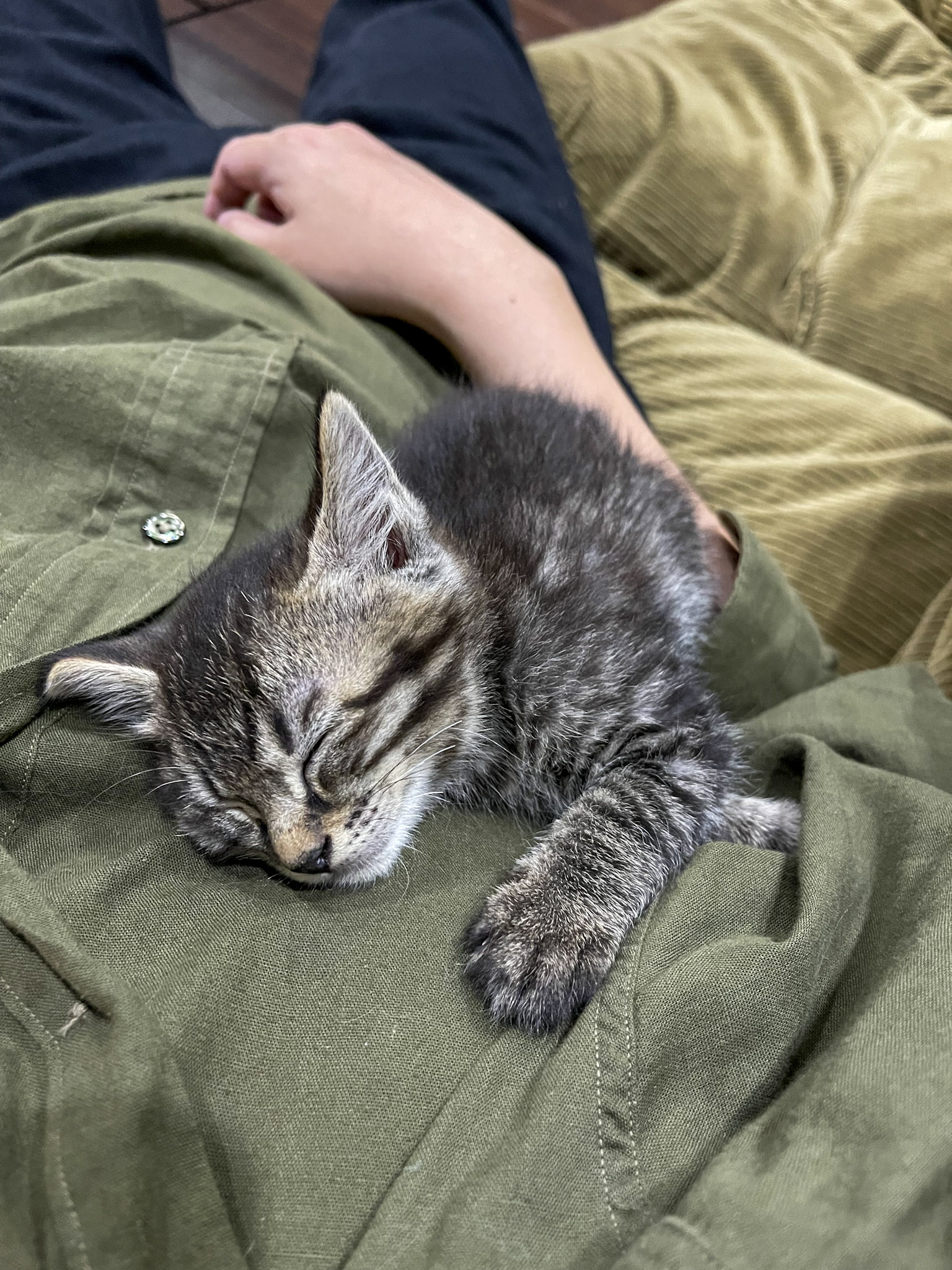ひざねこ SSサイズ ホワイト 子猫サイズ 白 猫 ぬいぐるみ ねこ