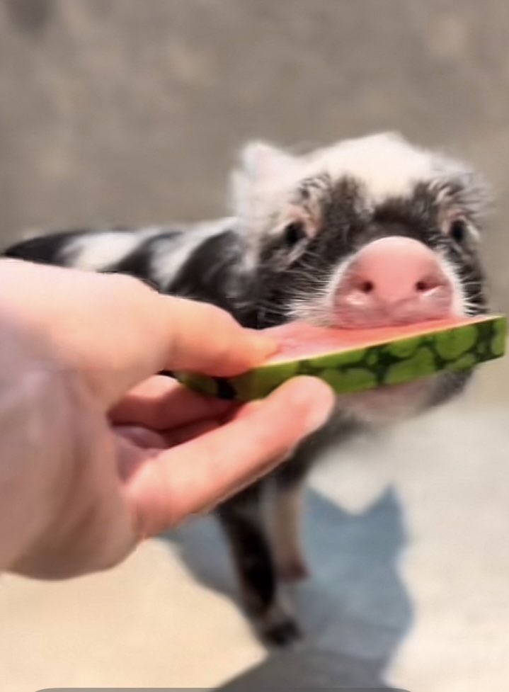 pignic【マイクロブタカフェ】 (@pignic_cafe) / X