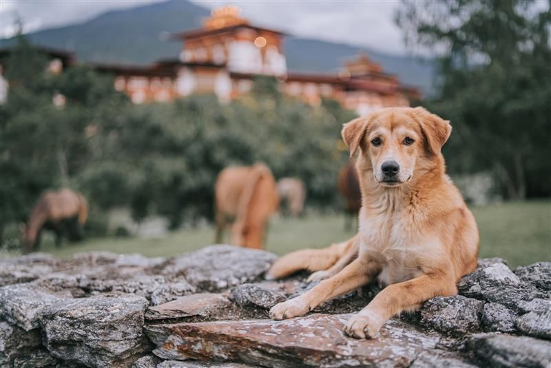 🐾  Mass dog vaccination is helping Bhutan 🇧🇹 eliminate #rabies, thanks to strong #VeterinaryServices, public support, &amp; national coordination. In Oct 2023, the country had successfully sterilised all free-roaming dogs &amp; achieved 90% rabies dog-vaccination coverage, an