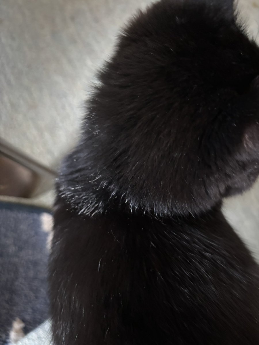 昨日は年に1回の三種混合ワクチンの日。ついでにノミダニ駆除薬も垂らしてもらったんだけど最近のマダニ問題のこともありいつもの薬じゃなくて今回はネクスガード垂らしてもらいました。
今日首の後ろ白くなっててびっくりしたわ😳予防接種証明書に3年9ヶ月って載っててもうすぐ4歳かぁ～🐈‍⬛🐈‍⬛