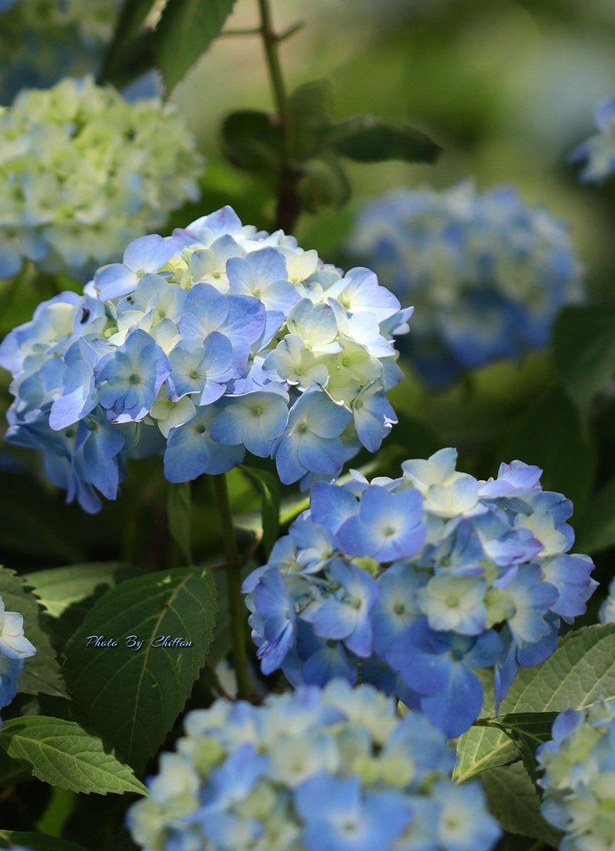 Chiffon_cake556's tweet image. おはようございます𓂃🔅*♪

紫陽花❀⋆*𓂃 ｢花公園」𓂃𖤥𖥧𖥣
　　　　　手毬咲き𓂃◌𓈒𓐍
　　　　　ｱｼﾞｻｲ科ｱｼﾞｻｲ属
　　　　　落葉低木🍃

良い一日になりますように…🍳🌮