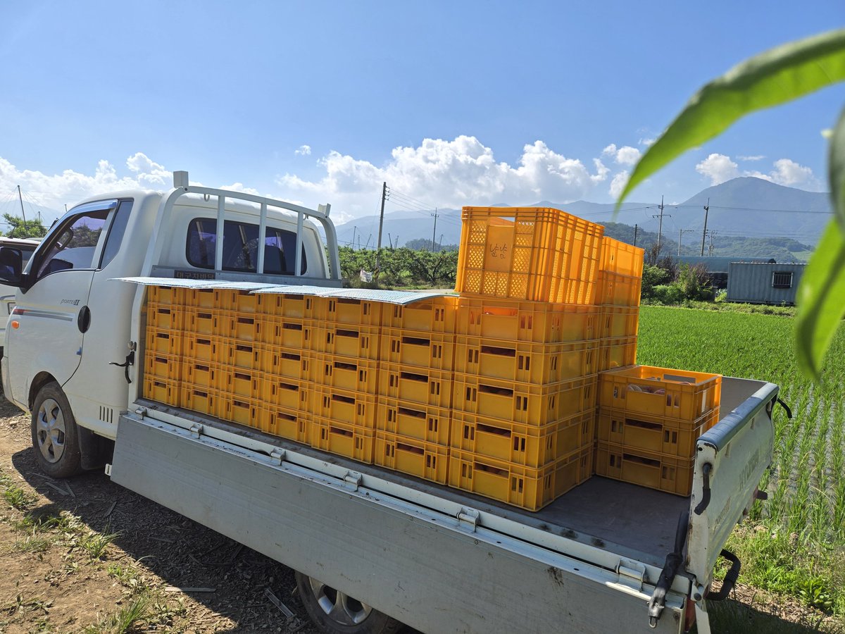 해 뜨기 전에 시작한 수확 작업이  끝났다. 작업복은 복숭아 단물과 땀에 젖었다.
오늘 딴 열매는 오늘 다 보낸다.