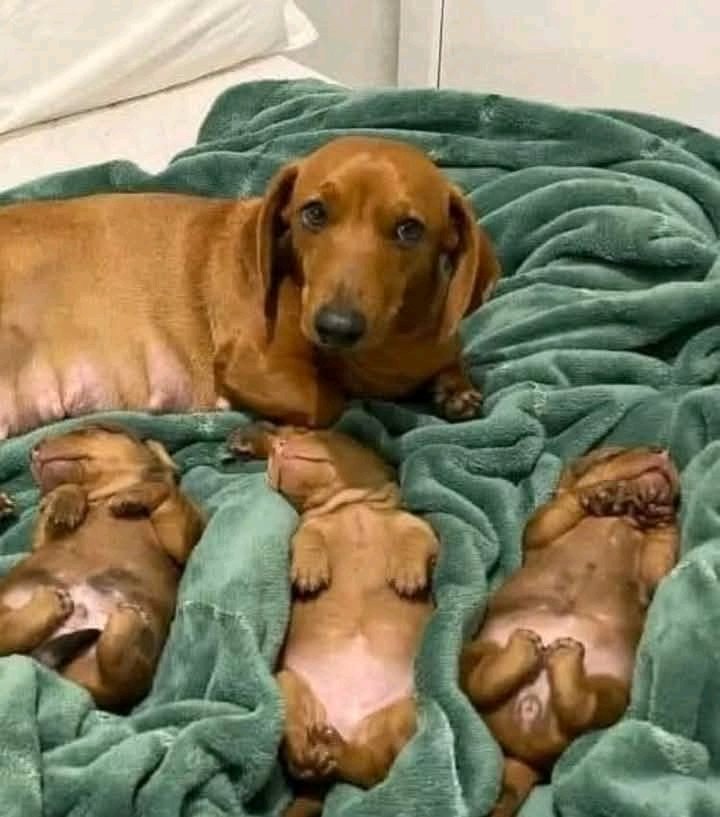 dachshund_heave's tweet photo. Excellent photography 😍❤️ https://t.co/G6DIe1Fqed