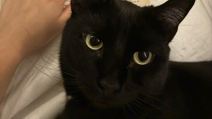 94LTDOUBT's tweet photo. au larri enemies to lovers🐾

¿Alguna vez imaginaste que tu alma te acompañe fuera de tu cuerpo? Un universo en donde las almas de las personas se manifiestan de forma animal.

En donde las almas de H y L se encuentran bruscamente, obligándolos a odiarse sin siquiera conocerse. https://t.co/sLcscBu0kr