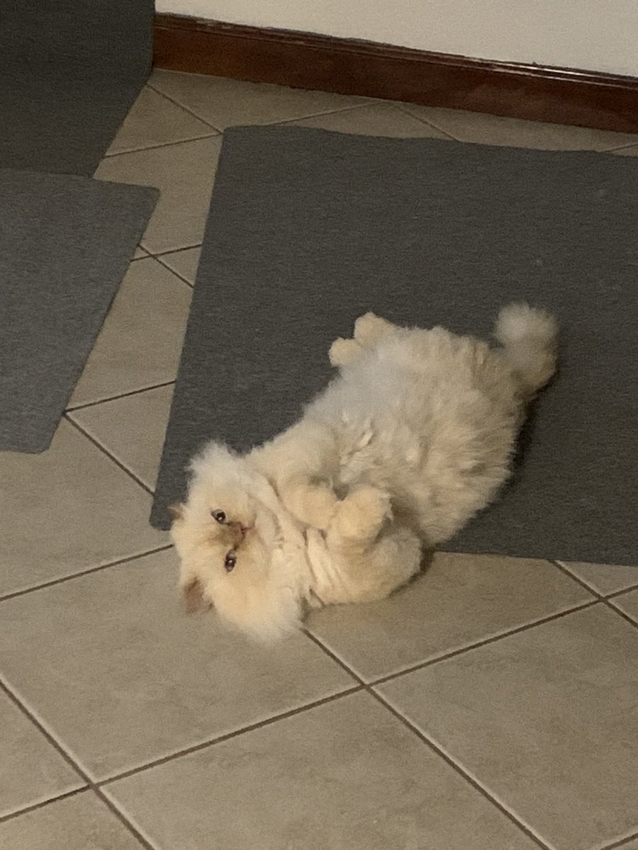 The OG #mooncat
R.I.P Appa ❤️