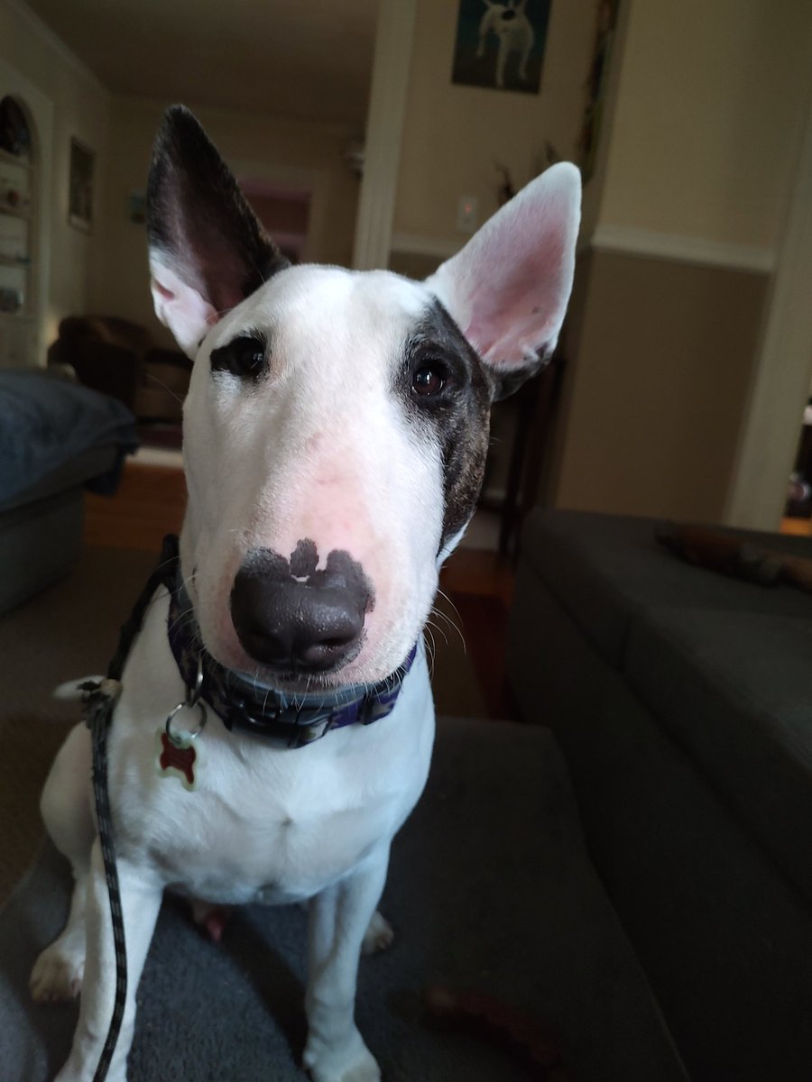 rexthetvterrier's tweet photo. We're catching up on episodes of #ResidentAlien & #Revival. We've also been streaming #TheBear #9PerfectStrangers and #Duster. I recommend all 😀
#Spike #TVPicks #PuppyLove #Dogs https://t.co/CEp4Ro6Qqa