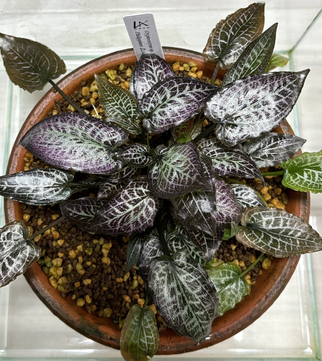 ジュエルクリプトの育成環境や、用土はなんですか？という質問が少し