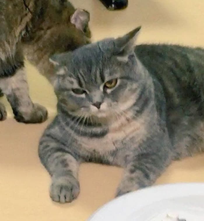 Gekikawa_Dbts's tweet image. 1年後にこうなりました。