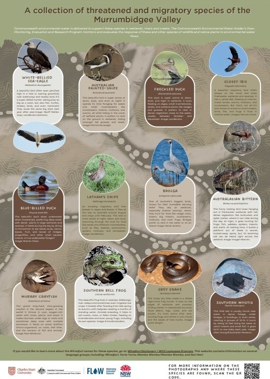 BidgeeMER's tweet photo. Hot off the press! Check out our poster of threatened and migratory species in the Bidgee! Be in touch if you'd like some copies: fstelling@csu.edu.au
@FlowMER
@gulbaliinstitute
@charlessturtuniversity
#environmentalwater
#threatenedspecies https://t.co/ooNrznog6f