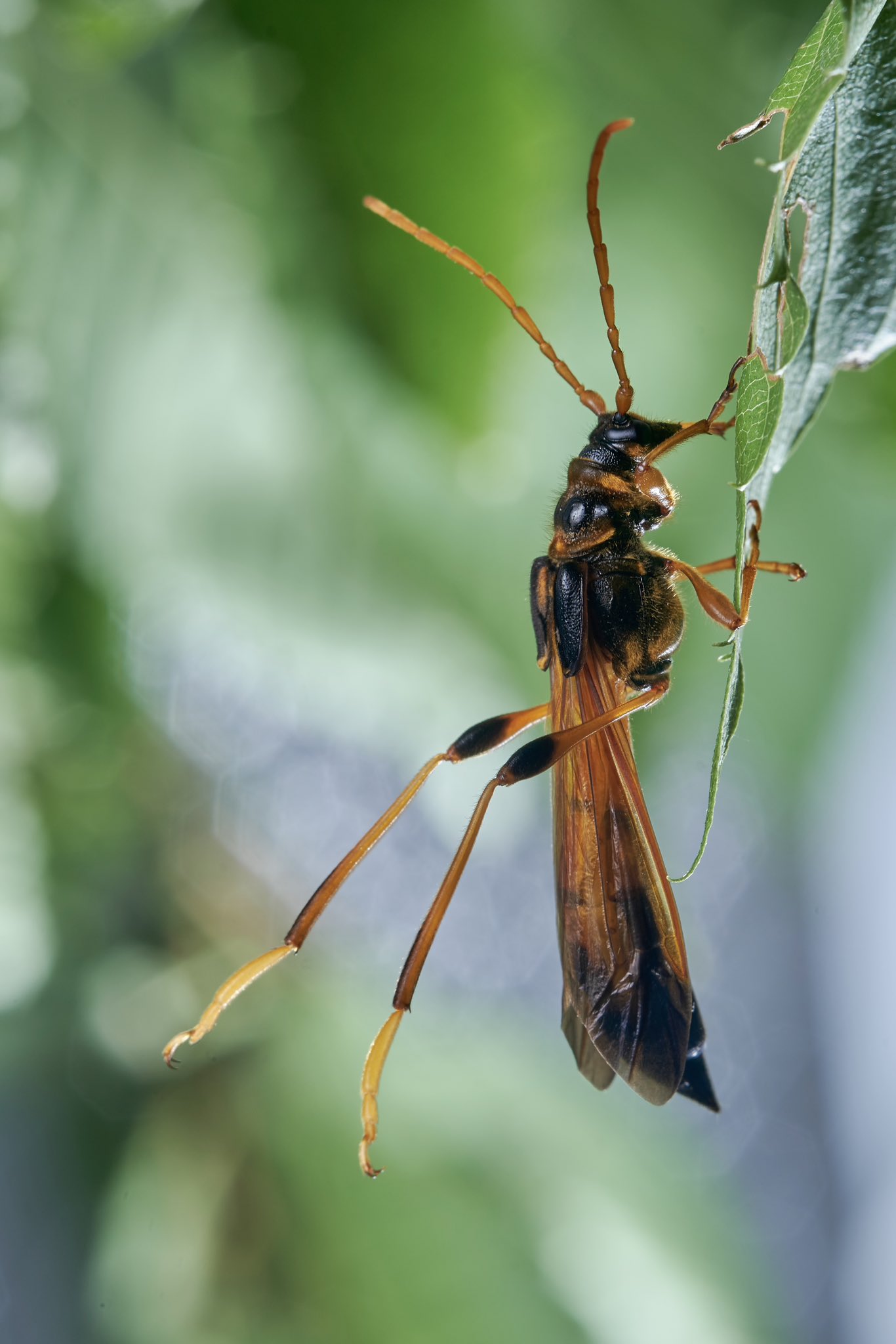 オニホソコバネカミキリ