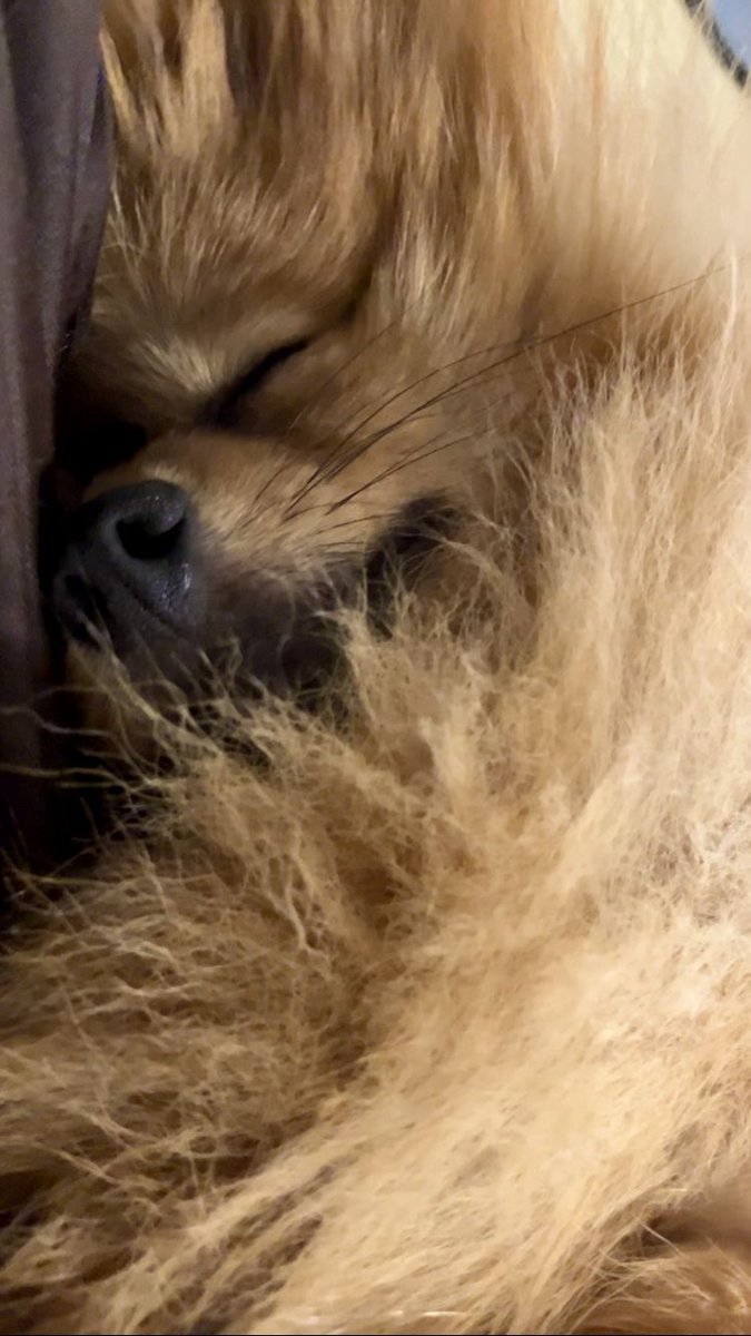 おはよ〜🌻
#ポメラニアン #ぽめひま #ポメラニアン🌻