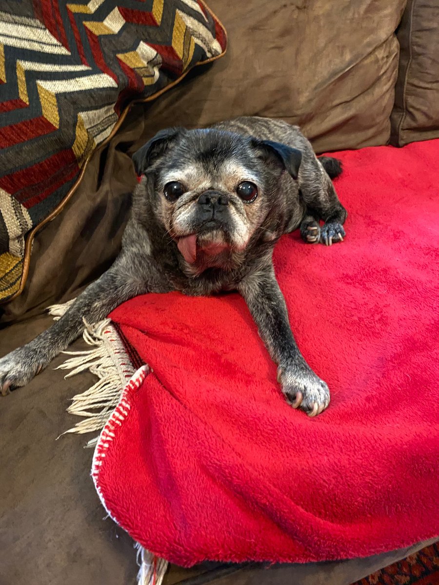 Well furpals, on this day in 2011 in far away Hungary, a little Brindled Thunderbolt was born! Yes it’s my 14th birthday and I’m looking forward to my dinner later, I’ve put my order in already, let the spoilings begin! 1️⃣4️⃣🎂🥳🎉🎁🎁🎁🎁🎁🎁🎈🎊🎈