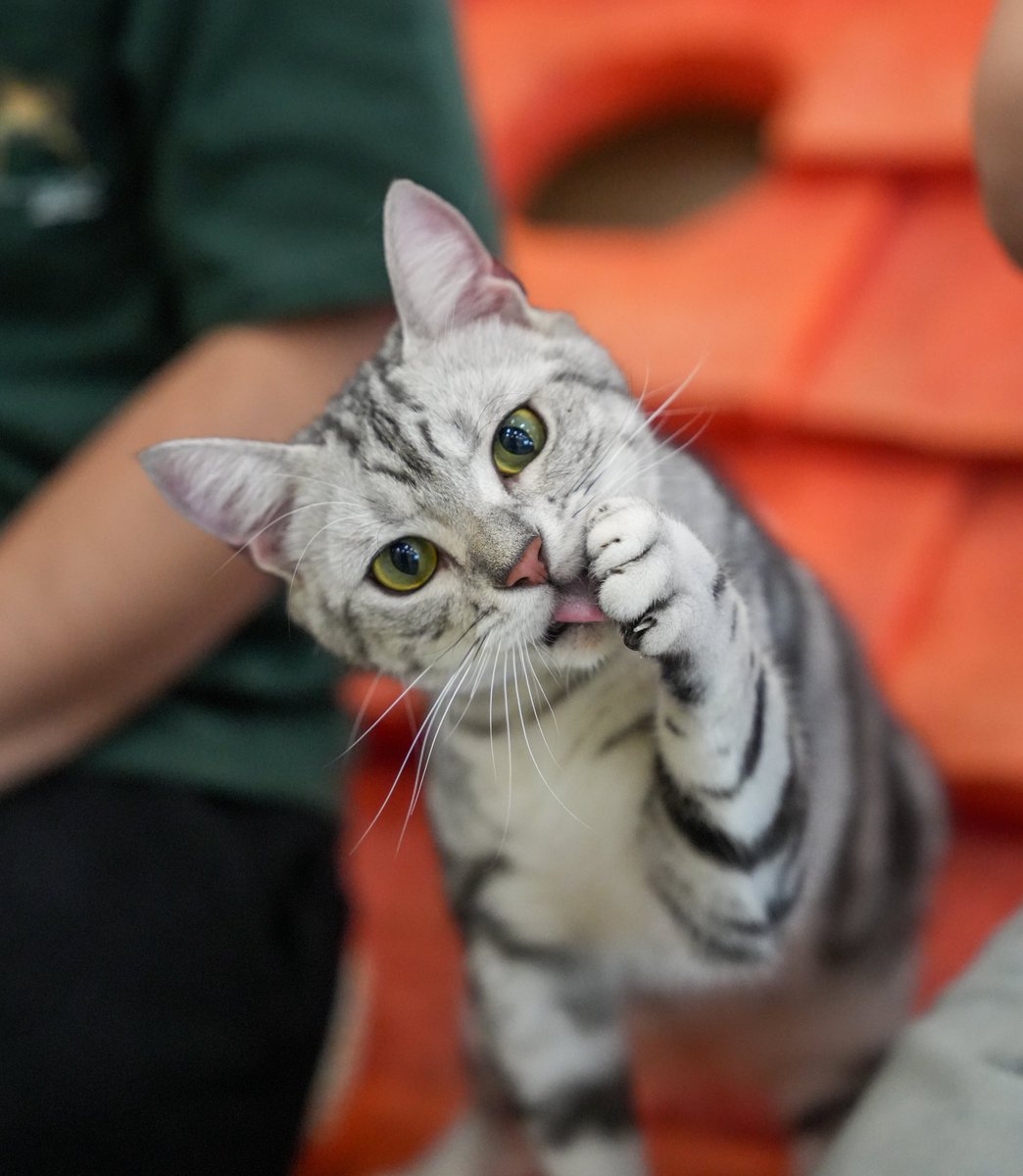 intern_kun🐾 (@internkun_neko) on Twitter photo 