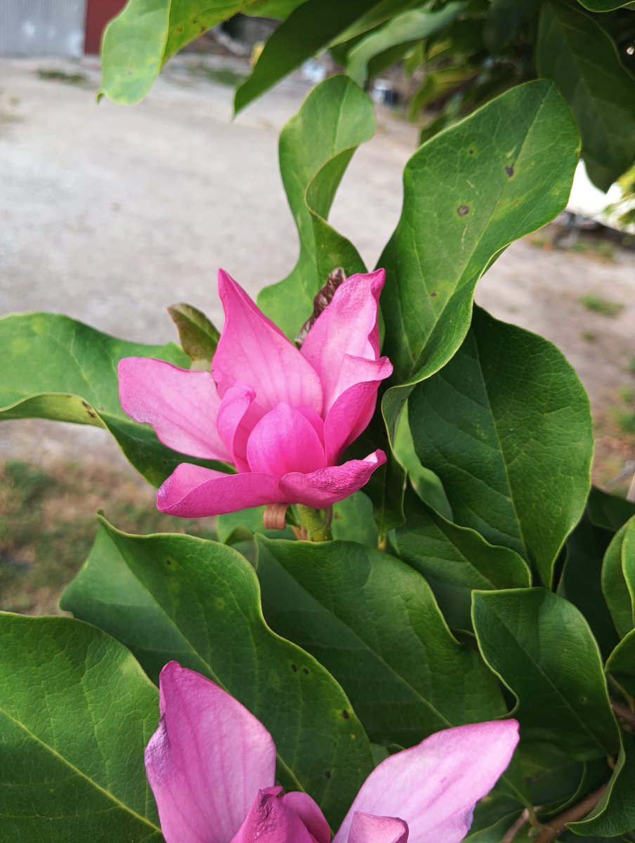 EstáPasando [8.00] | ¡Buenos días! Todo apunta a que hoy también miraremos al cielo implorando un chaparrón para refrescar el ambiente. Las temperaturas máximas rondarán los 34 grados, aunque la sensación térmica será superior. Las  mínimas se quedan en los 19. Ahora ¡ya 23!