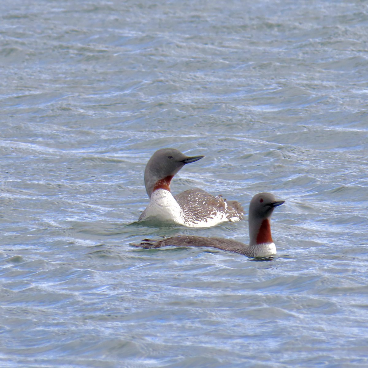 Rob Robertson (@bobby00651) on Twitter photo RT Divers feeding near shoreline at Horden on the Durham coast from the weekend ๐<a href="/DurhamBirdClub/">Durham Bird Club</a> <a href="/durhamwildlife/">DurhamWildlifeTrust</a> <a href="/teesbirds1/">teesbirds</a> RT Divers feeding near shoreline at Horden on the Durham coast from the weekend ๐<a href="/DurhamBirdClub/">Durham Bird Club</a> <a href="/durhamwildlife/">DurhamWildlifeTrust</a> <a href="/teesbirds1/">teesbirds</a>