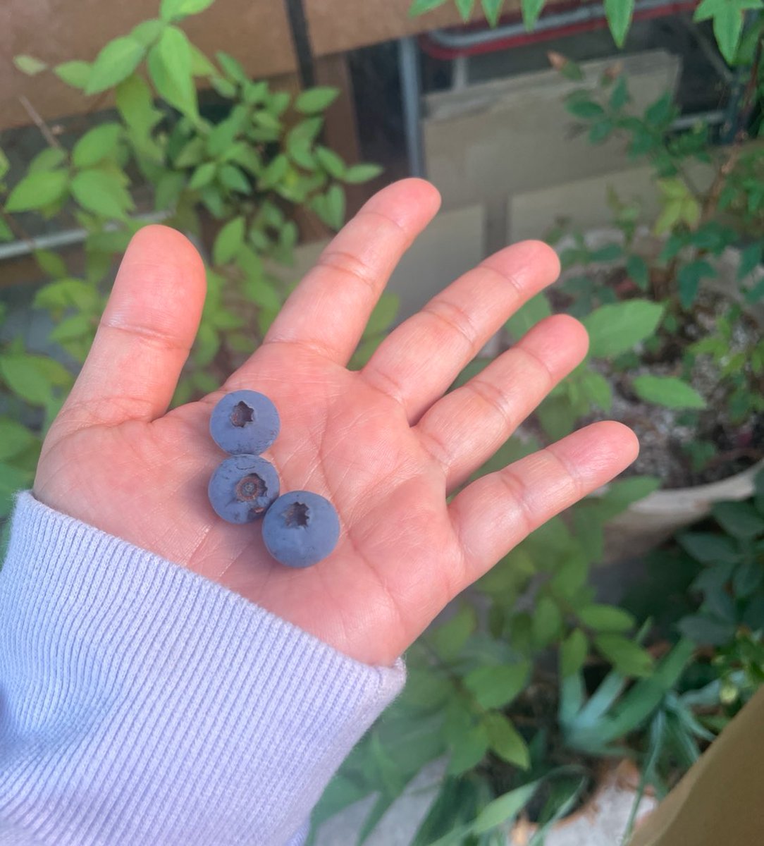 어제 퇴근길에 서점앞에서 기른 블루베리 나무에서 제일 잘익은 열매 세 알을 땄습니다. 씻어서 나오려던 참에 도착한 친구 차에 이 손 그대로 덥썩 탑승해버렸는데요.

“어차피 농약을 친 것도 아니잖아.”

이 말에 그자리에서 호호 불어서 나누어 먹었습니다. 정말이지 엄청 새콤하고 맛있었어요!