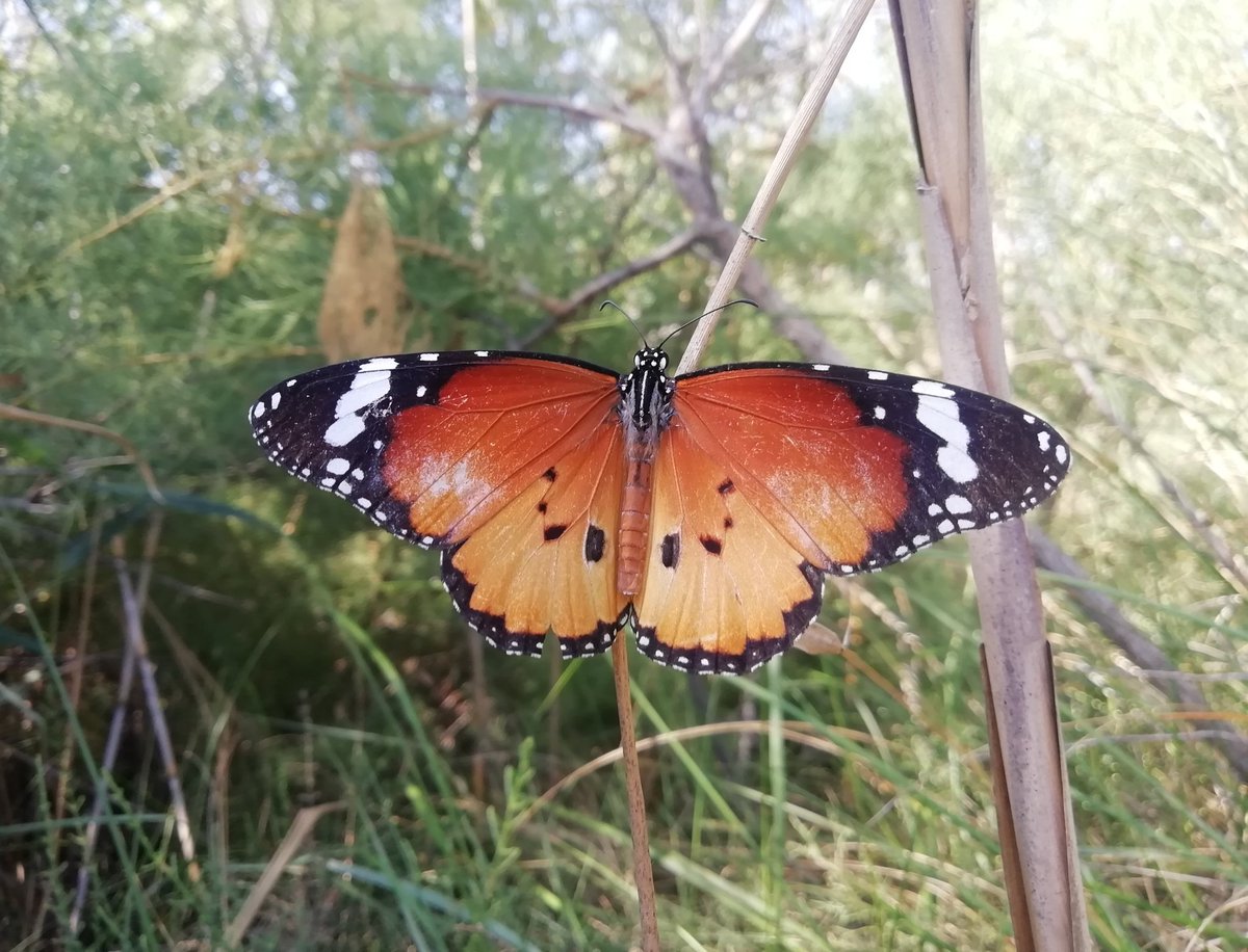 Martí Noè (@martno1) on Twitter photo L'any passat vaig veure la meva primera papallona tigre, un exemplar despistat a Mataró! Aquest any n'he vist un bon grapat al Delta de l'Ebre, el seu hàbitat més natural, impresionants! 😍🦋<a href="/catalanbms/">Catalan Butterfly Monitoring Scheme - CBMS</a> I he vist una monarca gegant, també! 🤩🤩🤩 L'any passat vaig veure la meva primera papallona tigre, un exemplar despistat a Mataró! Aquest any n'he vist un bon grapat al Delta de l'Ebre, el seu hàbitat més natural, impresionants! 😍🦋<a href="/catalanbms/">Catalan Butterfly Monitoring Scheme - CBMS</a> I he vist una monarca gegant, també! 🤩🤩🤩