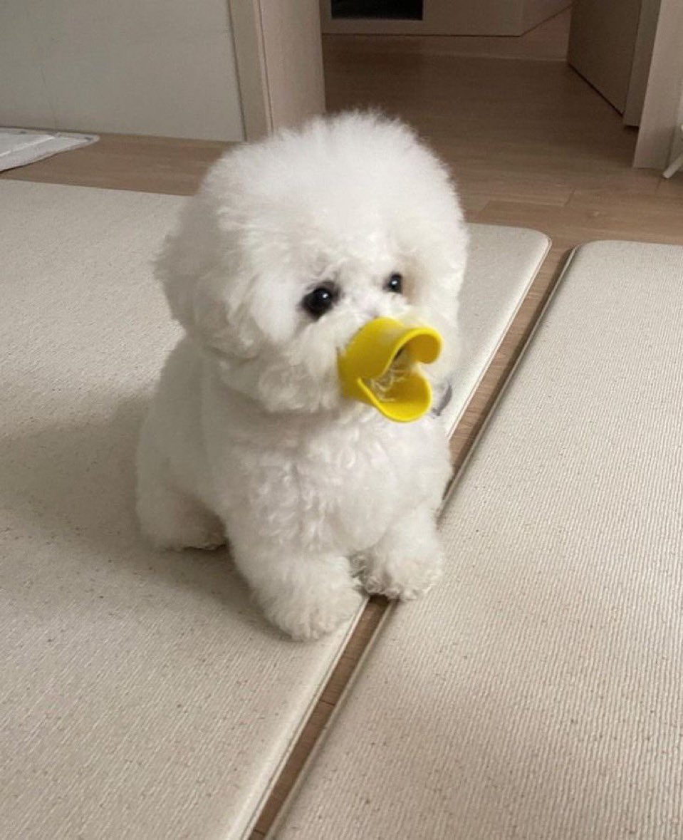 アヒル