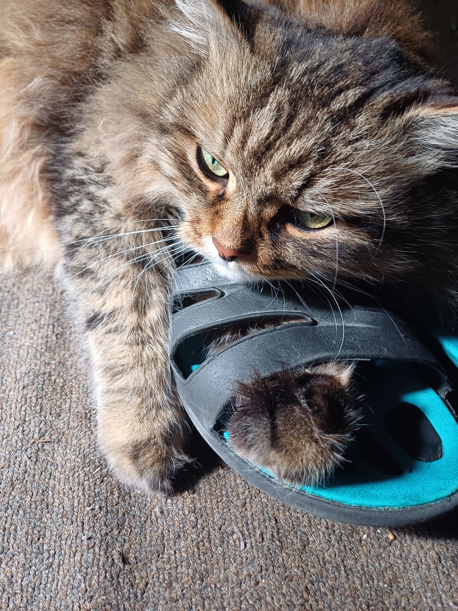 vasylthecat's tweet photo. Взувся. https://t.co/3zO4suiqez