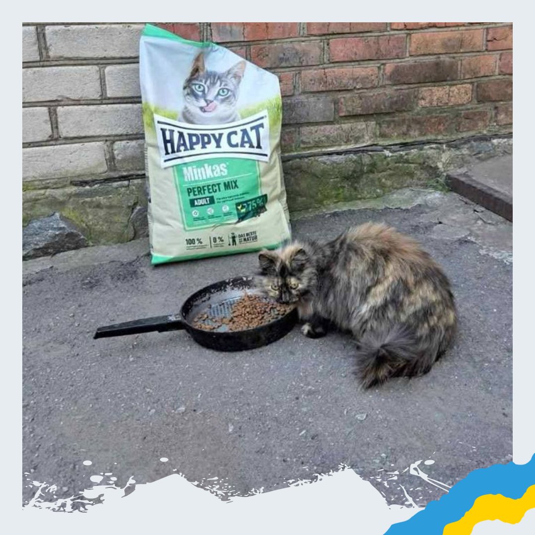 SunriseUkraine's tweet photo. Every day is a struggle for survival for #homelessanimals in #Ukraine — and we refuse to let them face it alone delivering food where it’s needed most — to towns and villages. Your support is a chance to change a life here https://t.co/pmkwf5tCXd #helpanimals https://t.co/8vMHTCTdyd