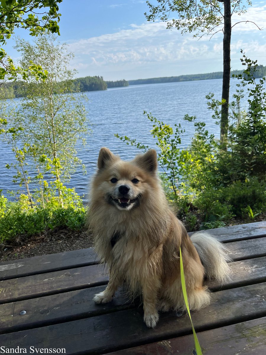 SandraSve88's tweet photo. @Matt_Pinner Vettel 🐕 and his mom says Hi 👋 from Sweden https://t.co/RfWGIj0Aj0
