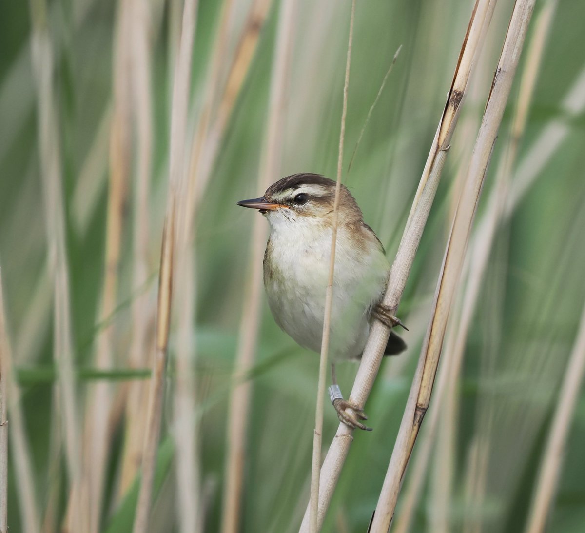 Mike Smith (@mikecsmiffy) on Twitter photo Sedge Warbler at home among the reeds beside the boardwalk at <a href="/RSPBMinsmere/">RSPB Minsmere ๐</a>
#birds #birdphotography #wildlife #wildlifephotography #nature #naturephotography
<a href="/Natures_Voice/">RSPB</a> <a href="/suffolkwildlife/">SuffolkWildlifeTrust</a> <a href="/BTO_Suffolk/">BTO Suffolk</a> <a href="/NatureUK/">NatureUK</a> <a href="/Britnatureguide/">The British Nature Guide</a> <a href="/BBCSpringwatch/">BBC Springwatch</a> Sedge Warbler at home among the reeds beside the boardwalk at <a href="/RSPBMinsmere/">RSPB Minsmere ๐</a>
#birds #birdphotography #wildlife #wildlifephotography #nature #naturephotography
<a href="/Natures_Voice/">RSPB</a> <a href="/suffolkwildlife/">SuffolkWildlifeTrust</a> <a href="/BTO_Suffolk/">BTO Suffolk</a> <a href="/NatureUK/">NatureUK</a> <a href="/Britnatureguide/">The British Nature Guide</a> <a href="/BBCSpringwatch/">BBC Springwatch</a>
