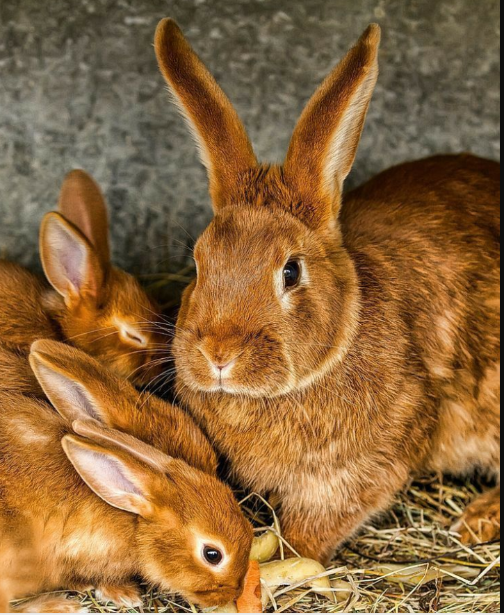AgriHopper's tweet photo. Short Cycle, Fast Gains.

              Gestation: 31 days
               Weaning: 28 days

Growth to market weight: 90 days
🔄 Repeat &amp; earn

Time is money, rabbits respect both.
#AgiriHopper #SmartLivestock #FastReturns #RabbitBreeding https://t.co/fibejpmZ7N