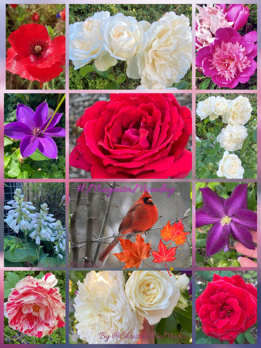christinedemar's tweet image. #HappyCanadaDay for #July1st My Canadian friends &amp;amp; family! May the #MapleLeaf 🍁 fly high today &amp;amp; every day, it’s a symbol of peace, unity &amp;amp; strength. From coast to coast, wishing you a safe &amp;amp; Happy 🇨🇦 Day!
Bonne fête du Canada!
#FromMyGarden 
#MagentaMonday 
#Red&amp;amp;White #Flowers