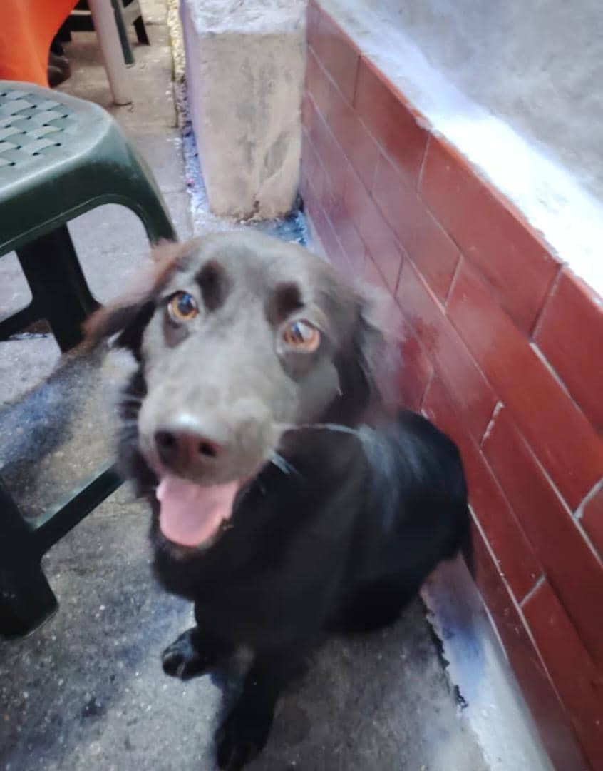 🟣Mary X 🐕🐈 (@mary_jar) on Twitter photo 🚨Este peludito se presume estraviado. Tiene collar. Está deambulando por Santa Ana Norte #Mérida . No hay Nro de contacto. Por favor, difundir. Gracias. 🆘🆘
<a href="/PerroUsuario/">PerroUsuario Wof '•'</a> 🚨Este peludito se presume estraviado. Tiene collar. Está deambulando por Santa Ana Norte #Mérida . No hay Nro de contacto. Por favor, difundir. Gracias. 🆘🆘
<a href="/PerroUsuario/">PerroUsuario Wof '•'</a>