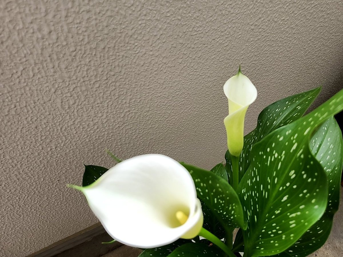 unicorn_ao11's tweet image. Color Lily 綺麗に咲きました✨
大好きで大切な曲
ColorLilyが脳内再生〜･:*:･(*˘︶˘*).｡*♡･:*:･
 #COLORLESS  #カラーリリー   #大切な曲