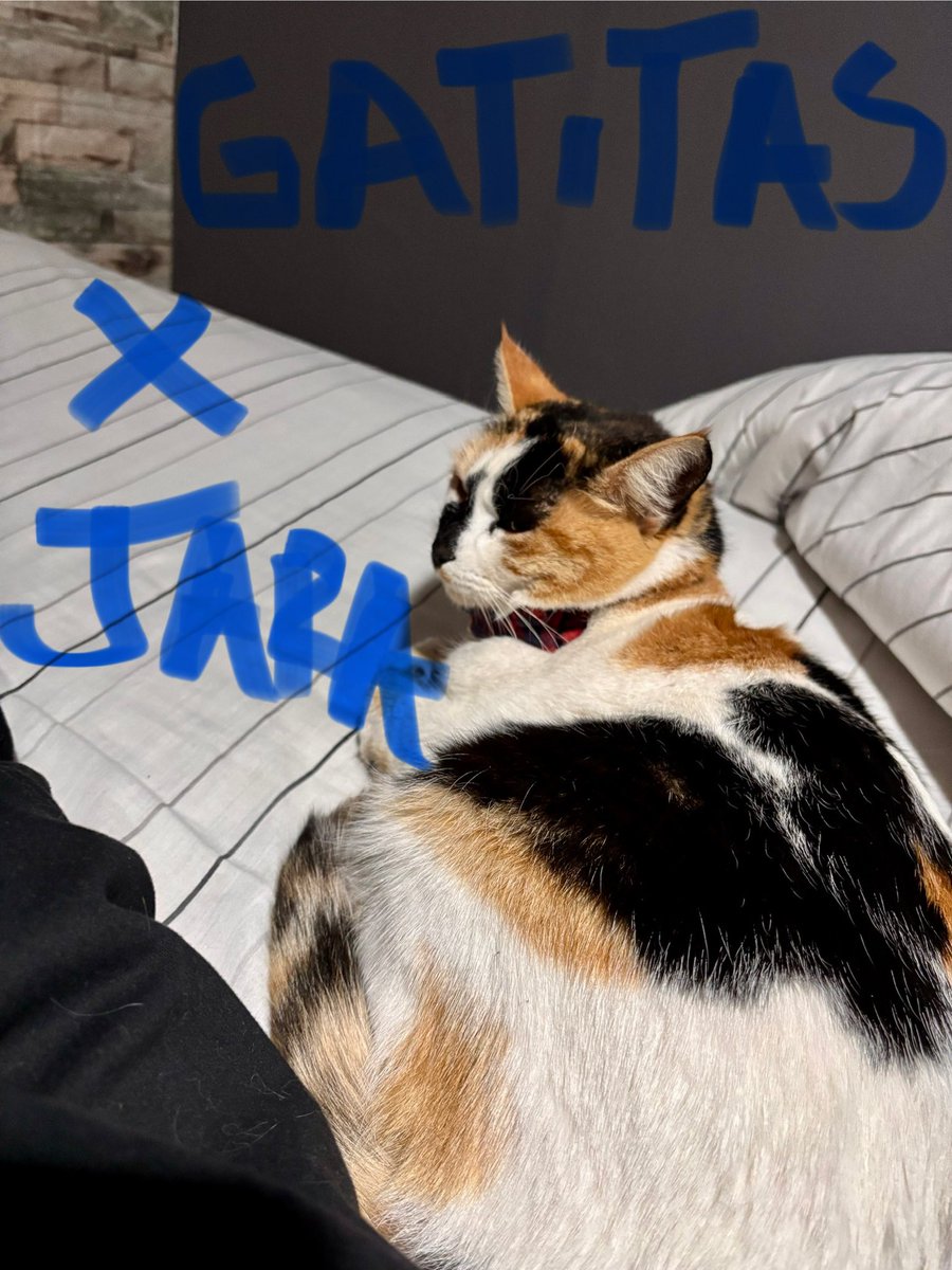 profepaulae's tweet photo. @gatoscomunistas Oficialmente declarada la temporada de “Gatitas x Jara” https://t.co/R57IzT9KTJ