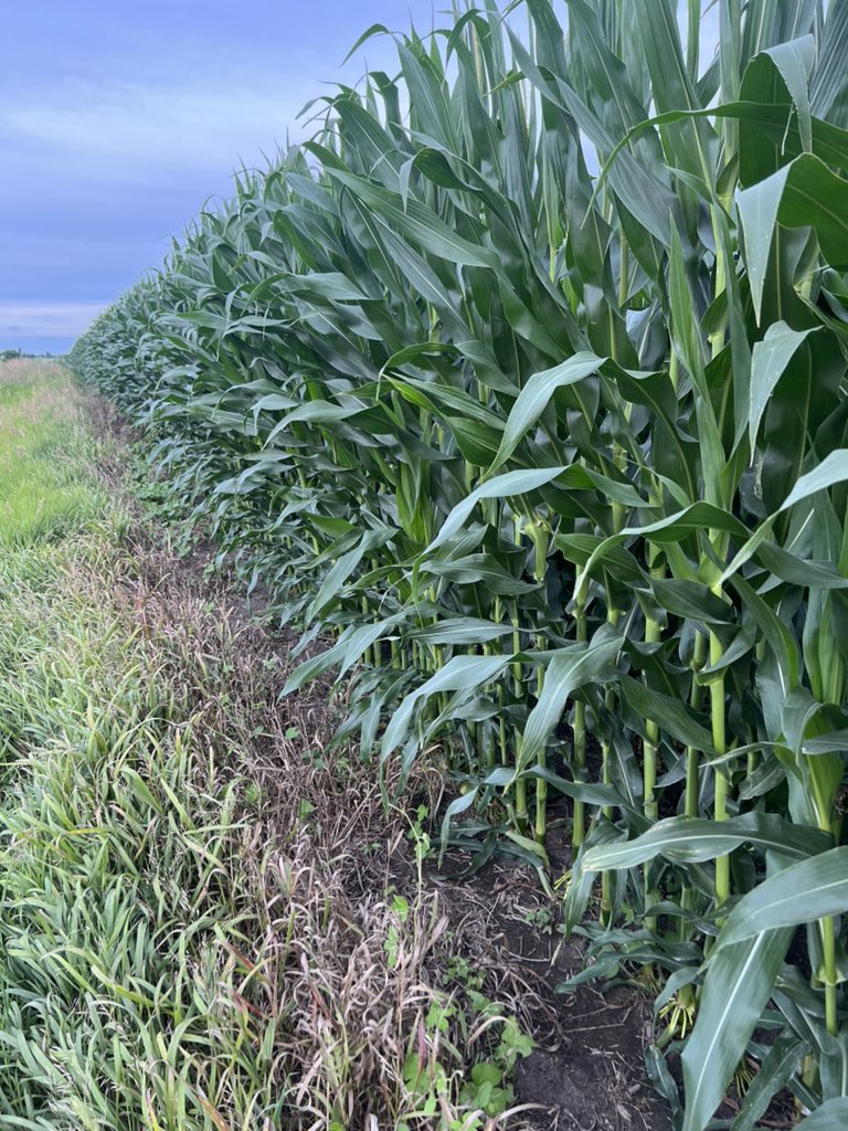 #corn starting to tassel and silk in SE Iowa on 6-29-25. Planted April 12-14.  Yield potential very good with more rains in July and August