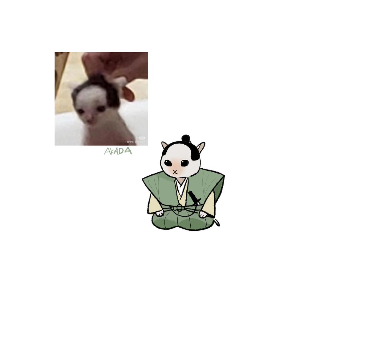 Wow samurai kitty！