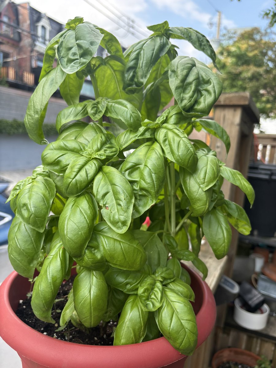 sonofsarah's tweet image. Pesto season in full effect