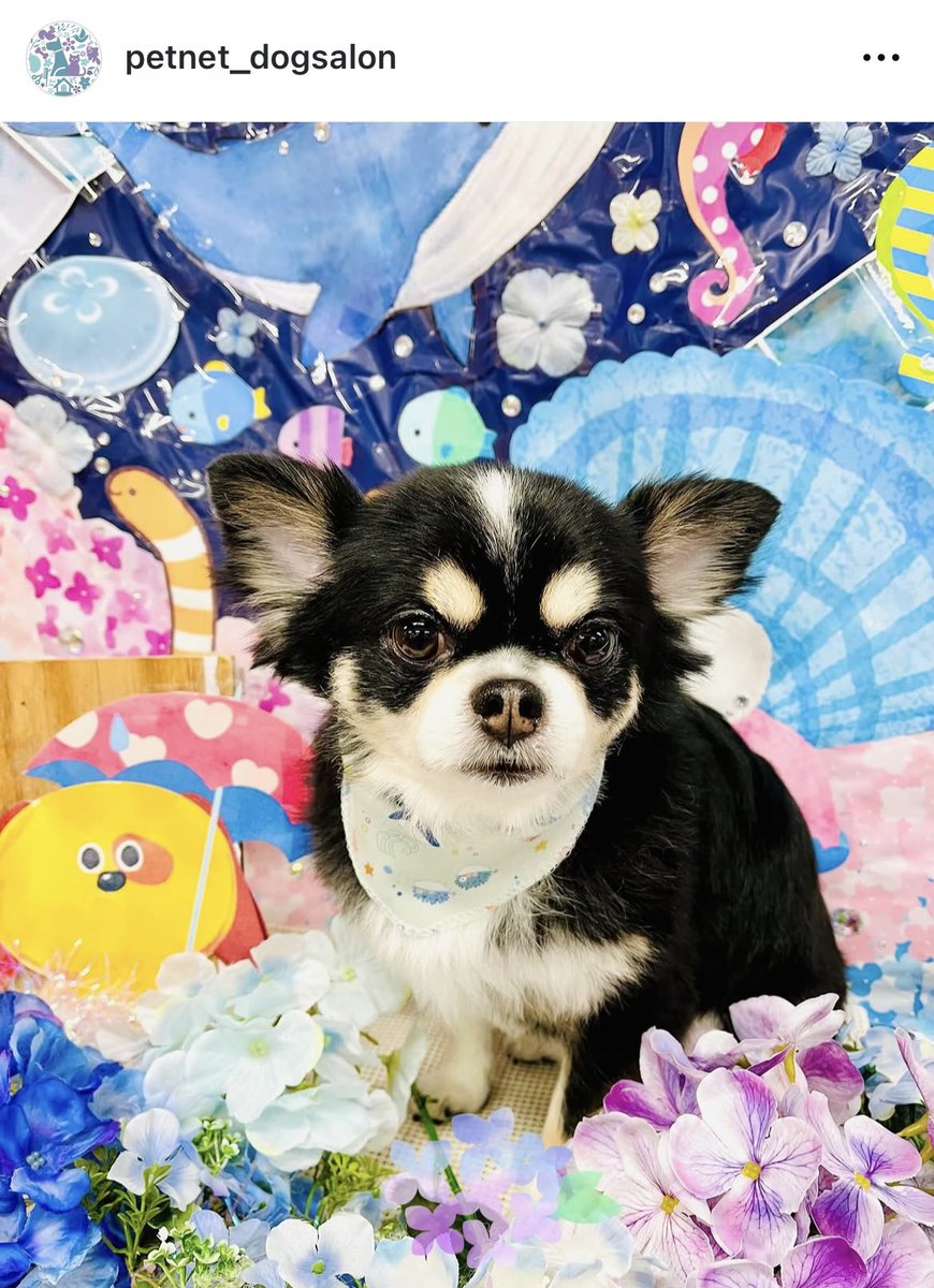 viviruru_hiro's tweet photo. トリミングに行きました🐶🐶
ビビもルルもサロン着いてすぐトリマーさん大好きで抱きついてた笑
しっぽフリフリで٩(๑❛ᴗ❛๑)۶
今回もかわいくしてくれてありがとうございます🫶
来月はマメ柴になるよ笑
#チワワ
#petnet https://t.co/JX2bJT5XE0