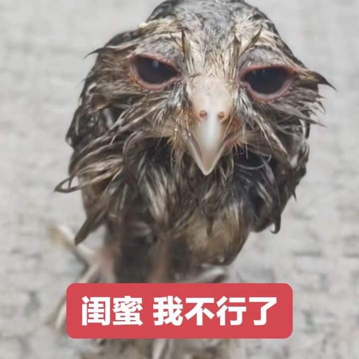 雪灰珀➡️学校 tweet media