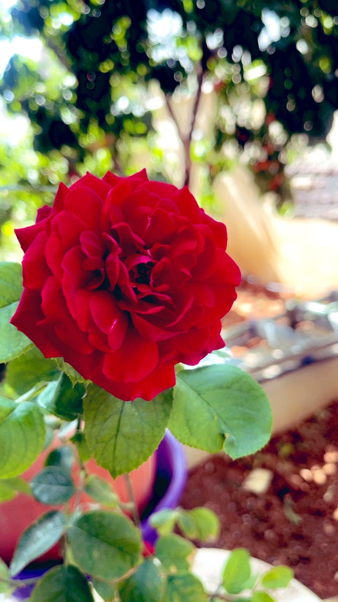 تصويري 
#الاردن_عمان