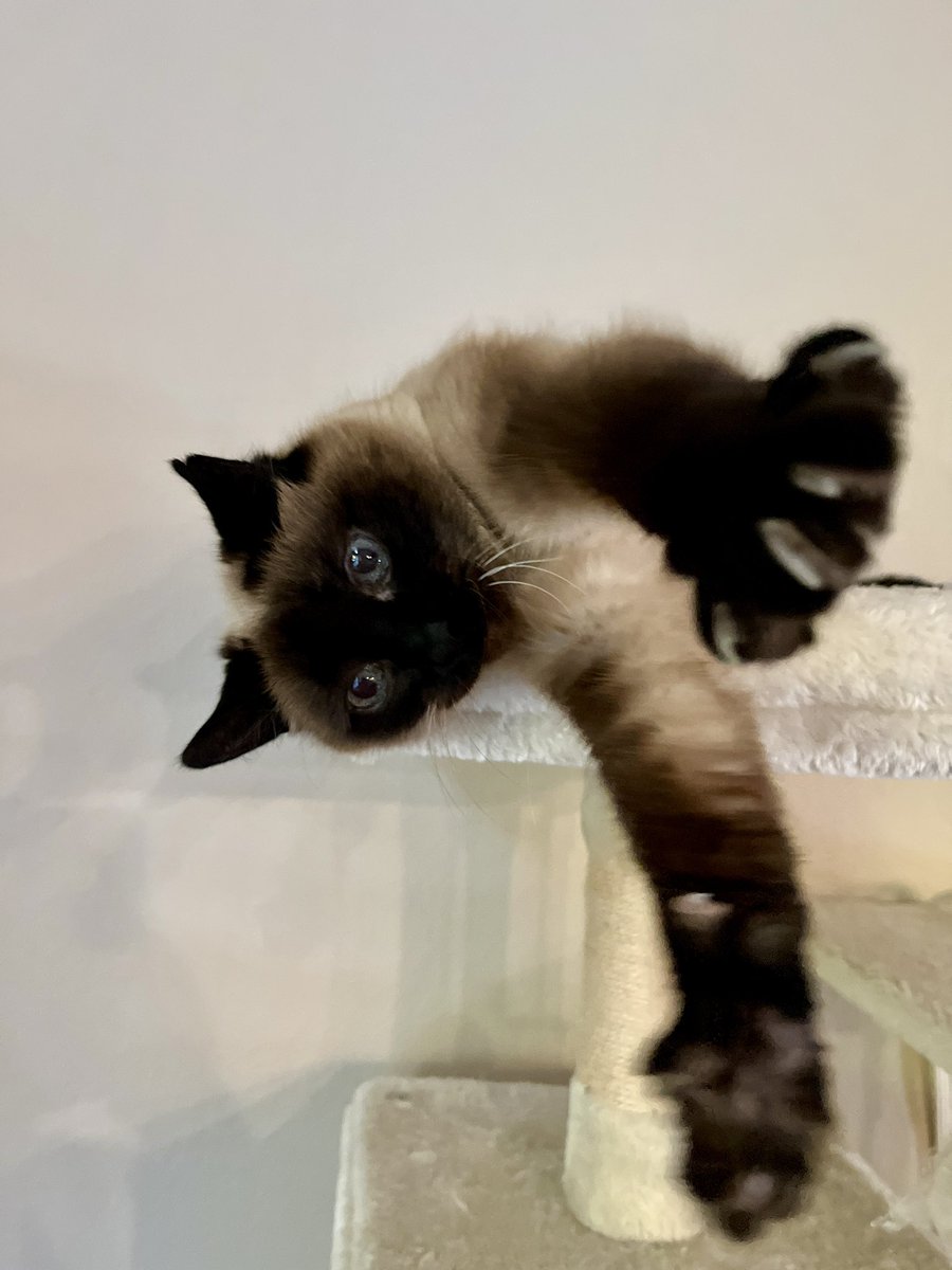 ヒマそうなので近づいたら、伸びながら構ってくれました。