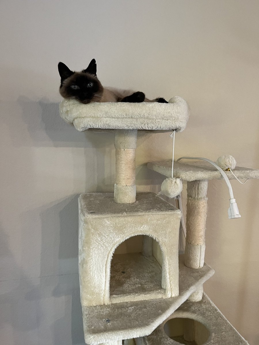 ヒマそうなので近づいたら、伸びながら構ってくれました。