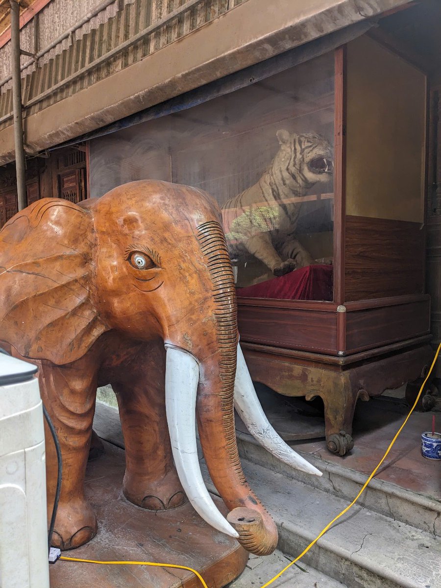 edu4naturevn's tweet photo. Two tiger trophies were confiscated from a temple in Nghe An, following a public report to the ENV Wildlife Crime Hotline 📞

Such displays violate the law and send the wrong message about wildlife protection.

The trophies were transferred to Nghe An - Xo Viet Nghe Tinh museum. https://t.co/vPbld5cKPe